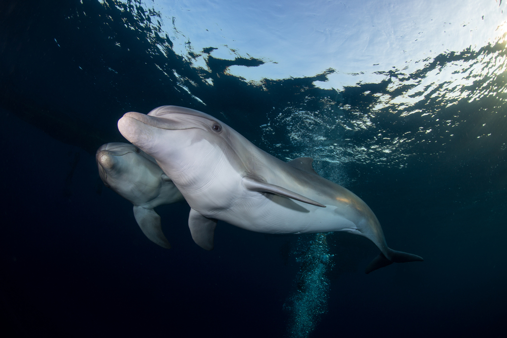 Tursiops aduncus