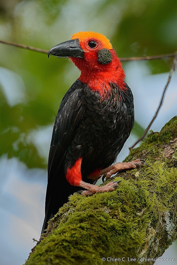 Pityriasis gymnocephala