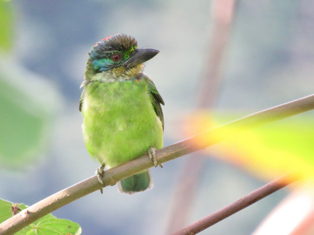 Psilopogon monticola