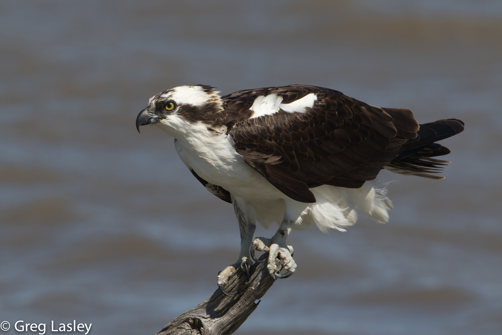 Pandion haliaetus