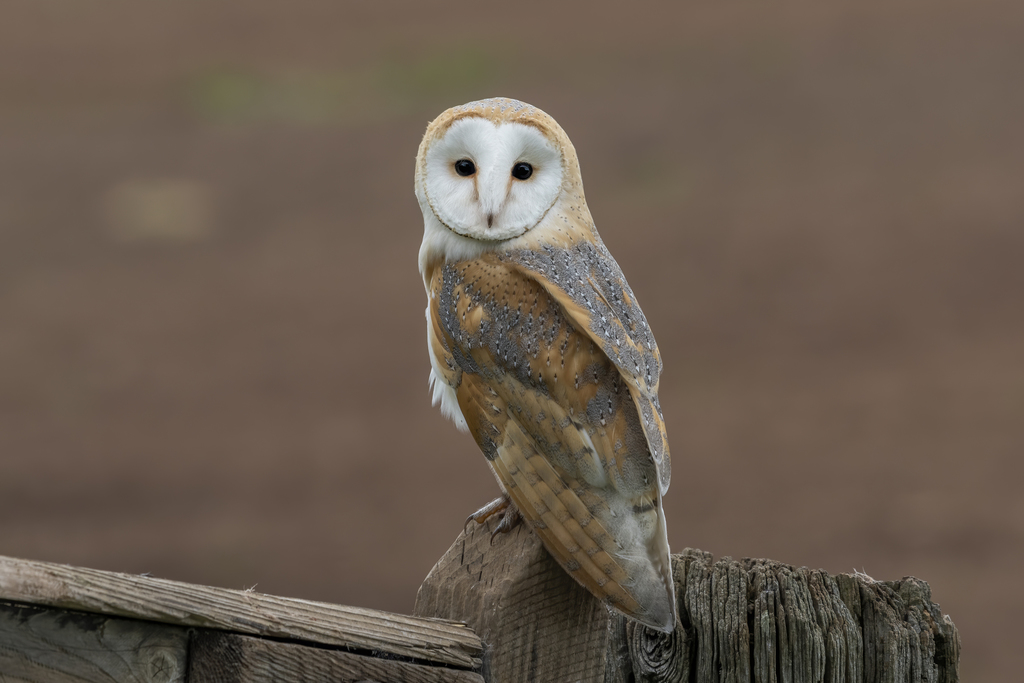 Tyto alba