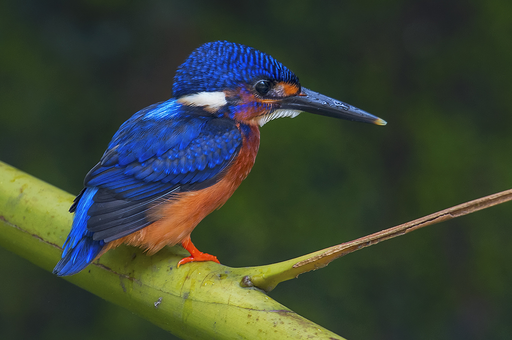 Alcedo meninting