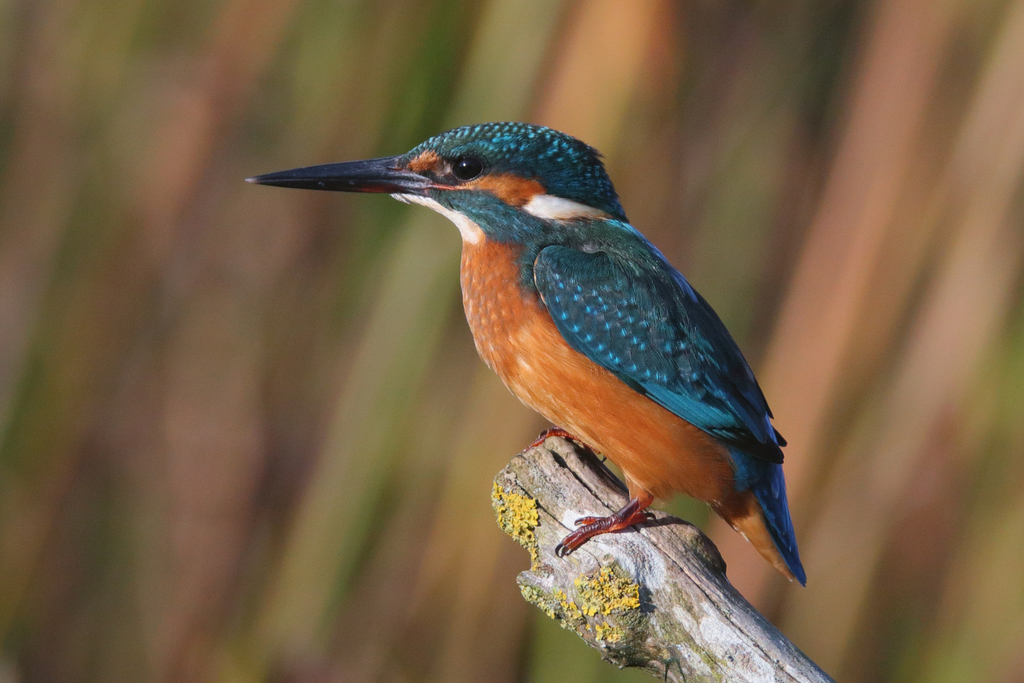 Alcedo atthis