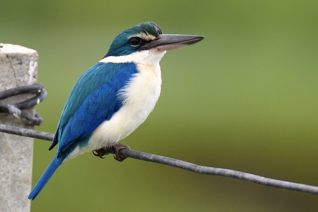 Todiramphus chloris
