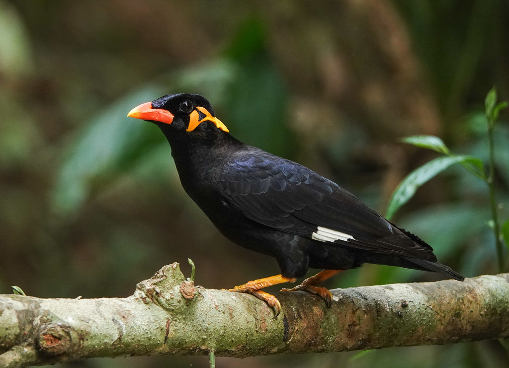 Gracula religiosa