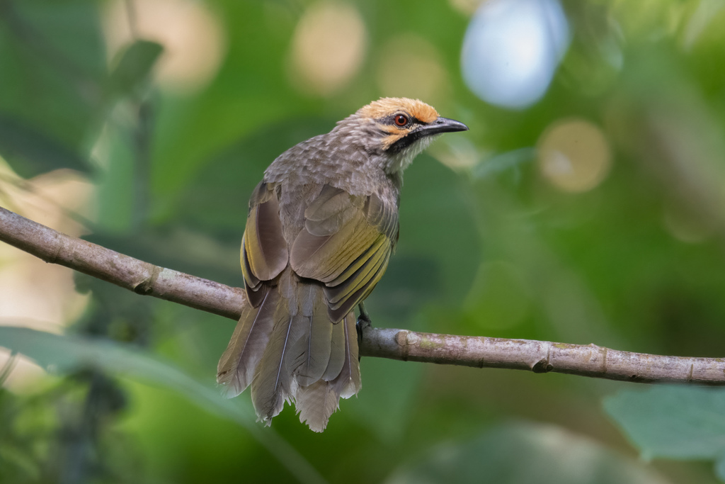Pycnonotus zeylanicus