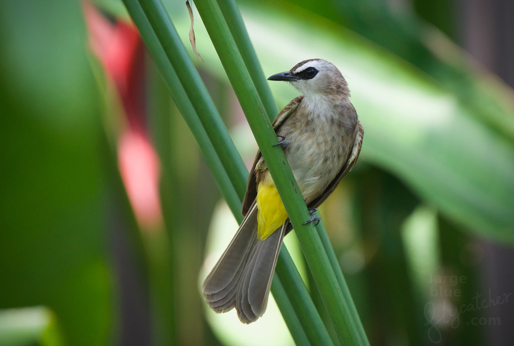 Pycnonotus goiavier