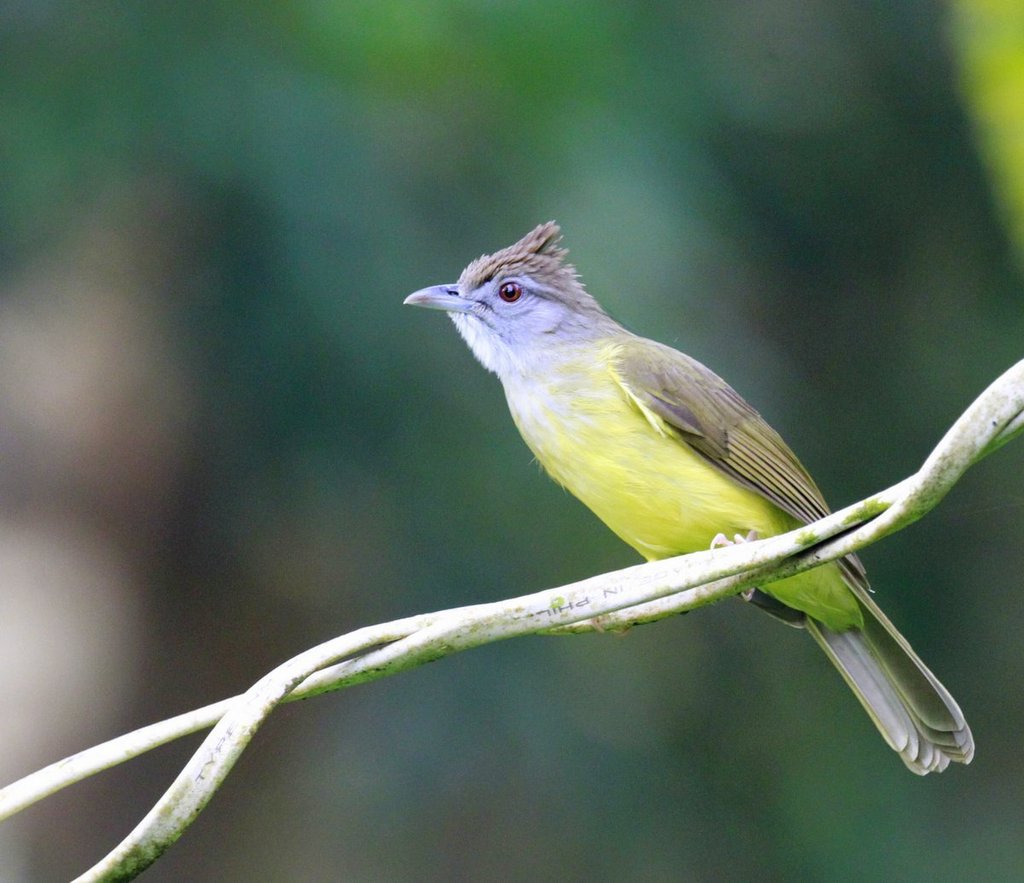 Alophoixus bres