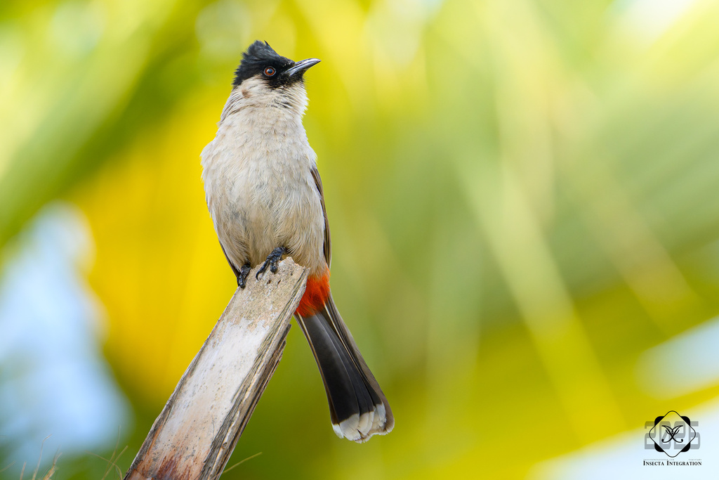 Pycnonotus aurigaster