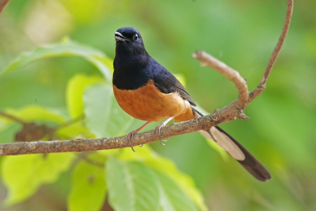 Copsychus malabaricus