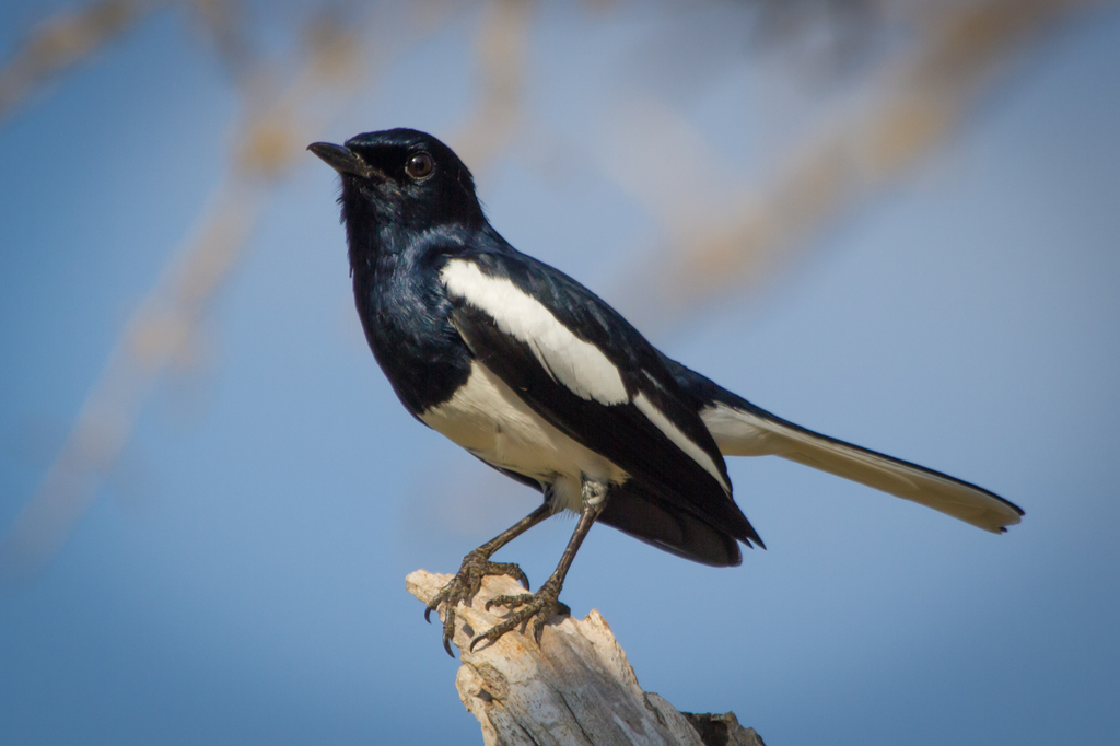 Copsychus saularis