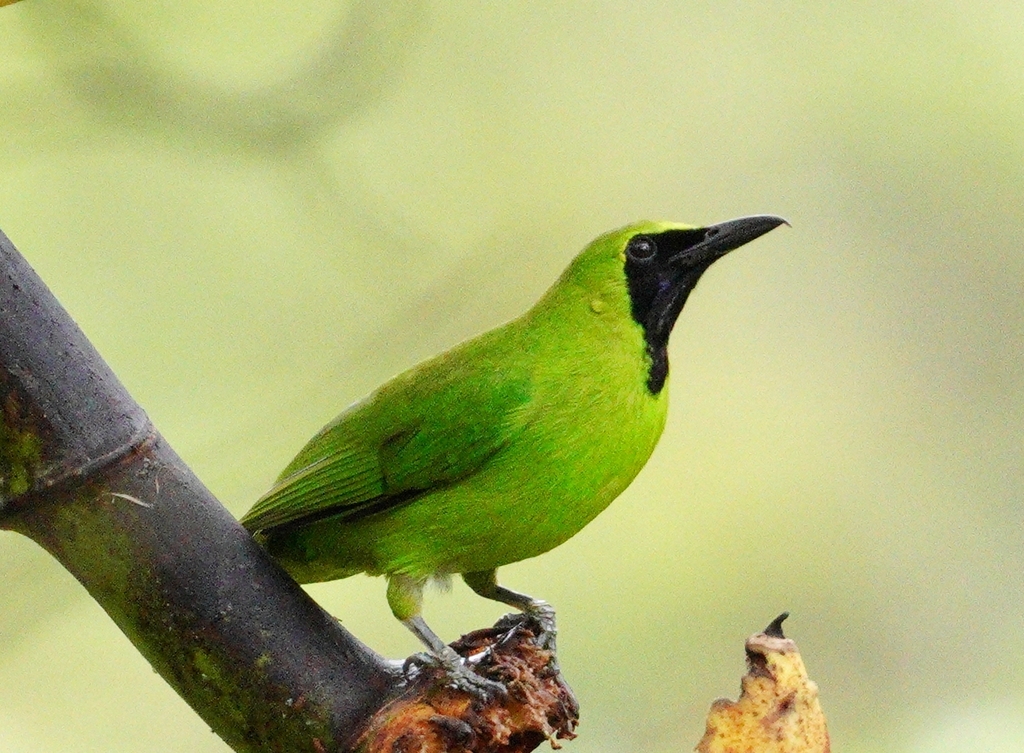 Chloropsis sonnerati