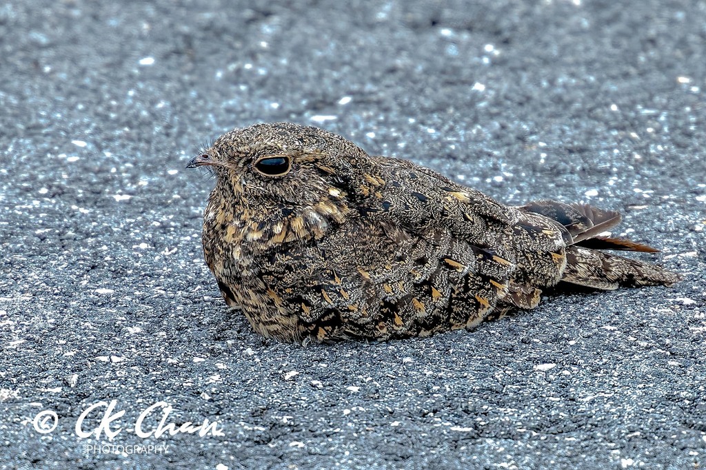 Caprimulgus affinis