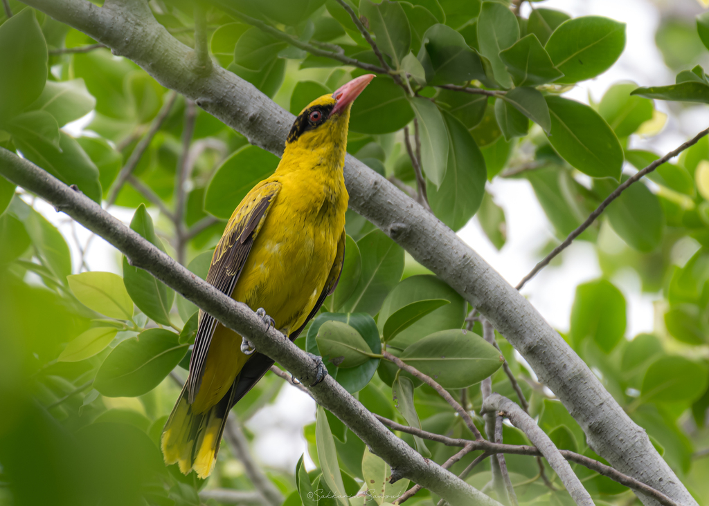 Oriolus chinensis