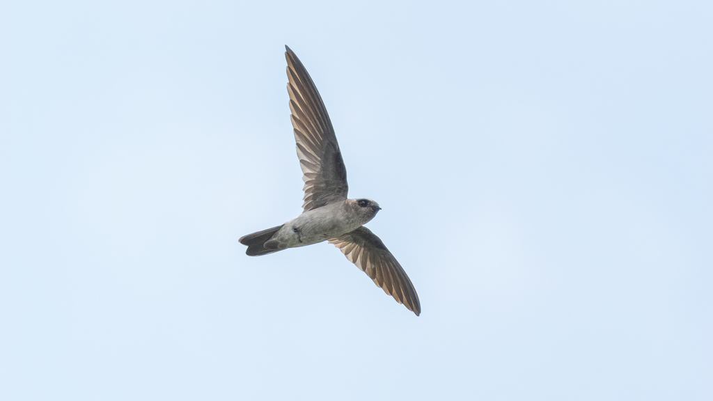 Aerodramus fuciphagus