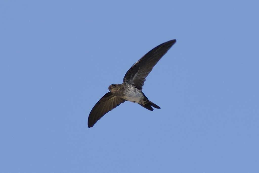 Collocalia linchi