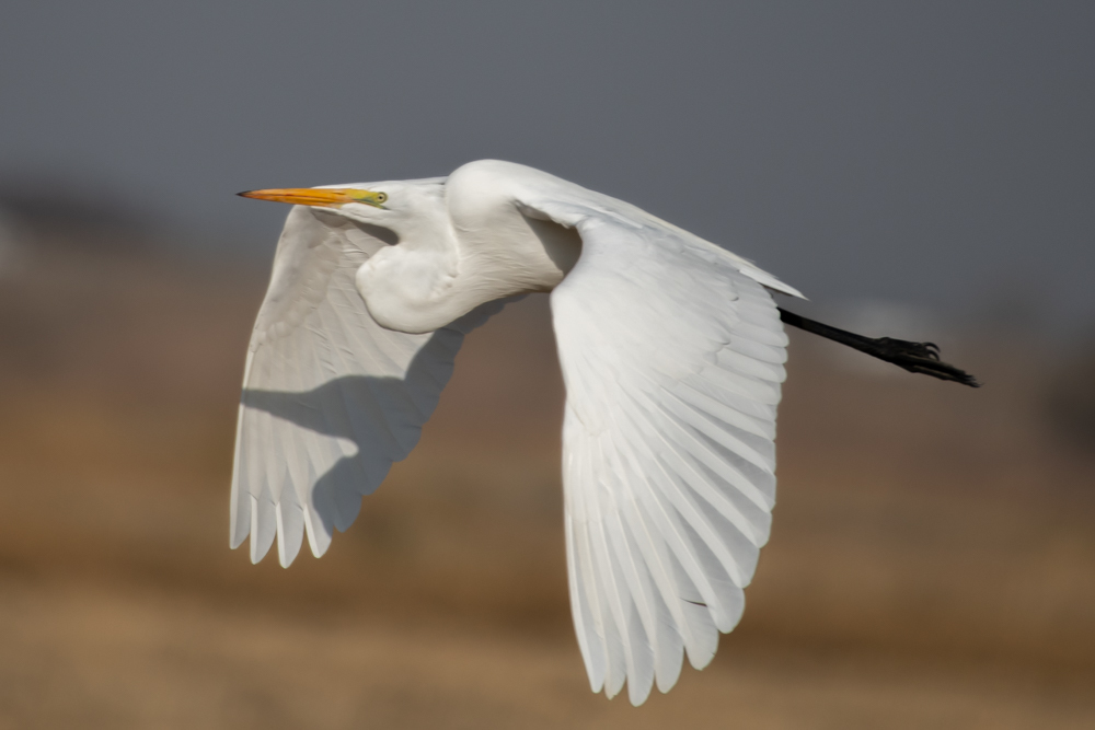 Ardea alba