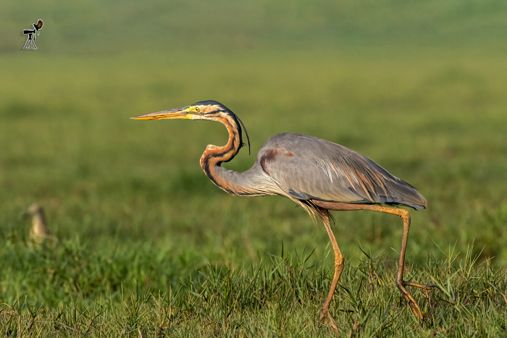 Ardea purpurea