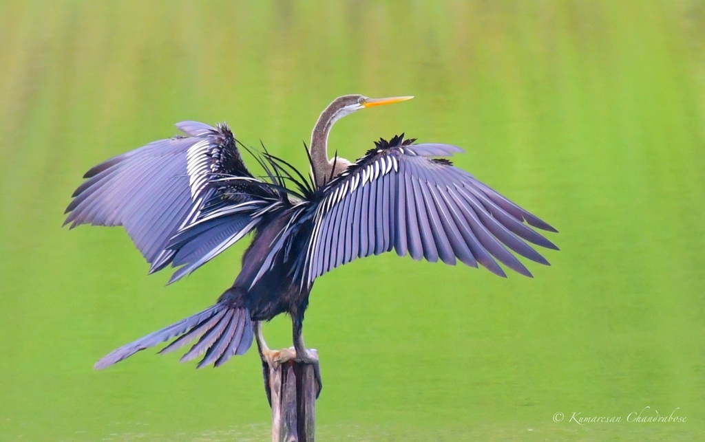 Anhinga melanogaster
