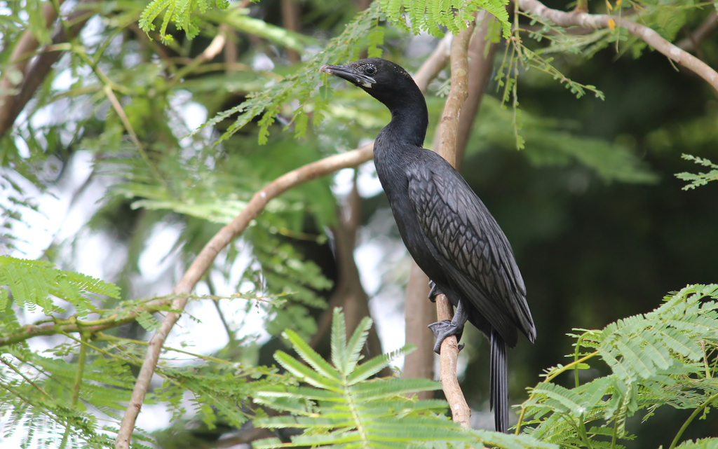Microcarbo niger