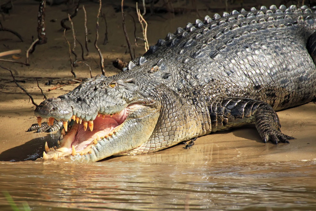 Crocodylus porosus