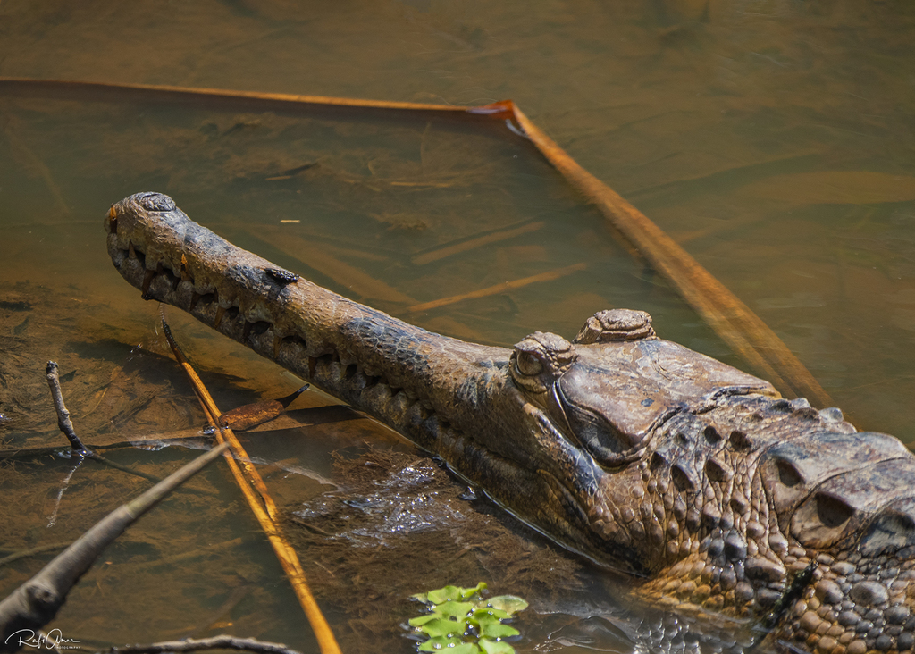 Tomistoma schlegelii