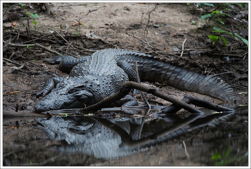 Crocodylus siamensis
