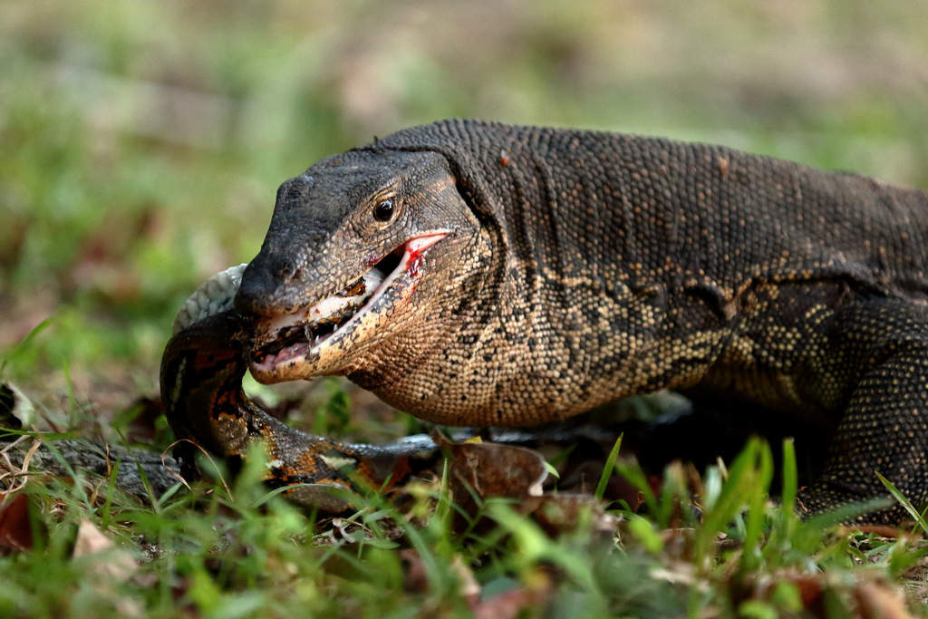 Varanus salvator