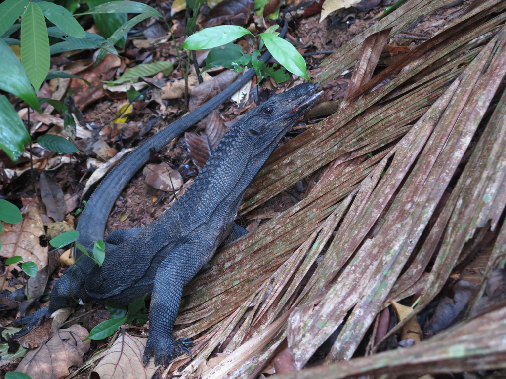 Varanus rudicollis