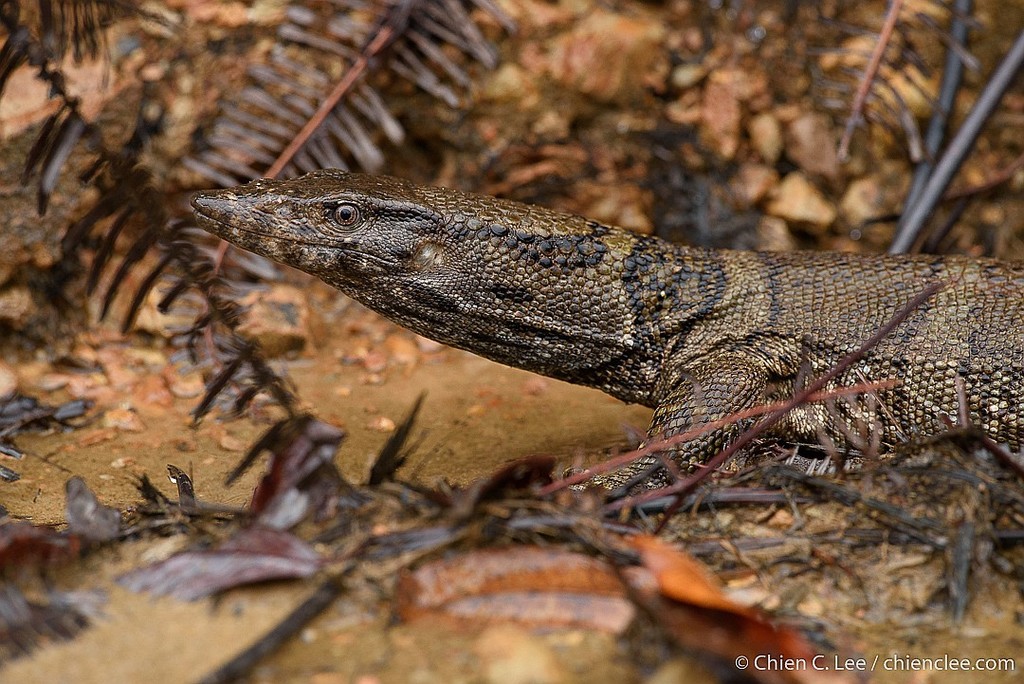Varanus dumerilii