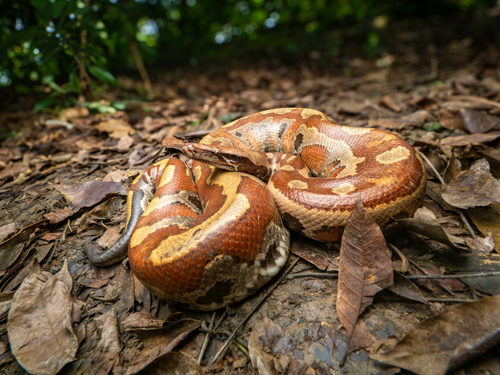 Python brongersmai