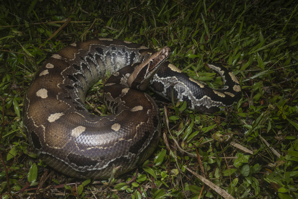 Python breitensteini