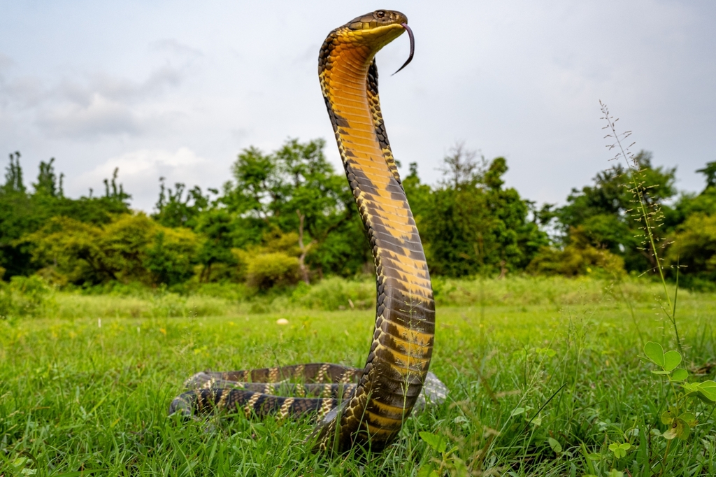 Ophiophagus hannah
