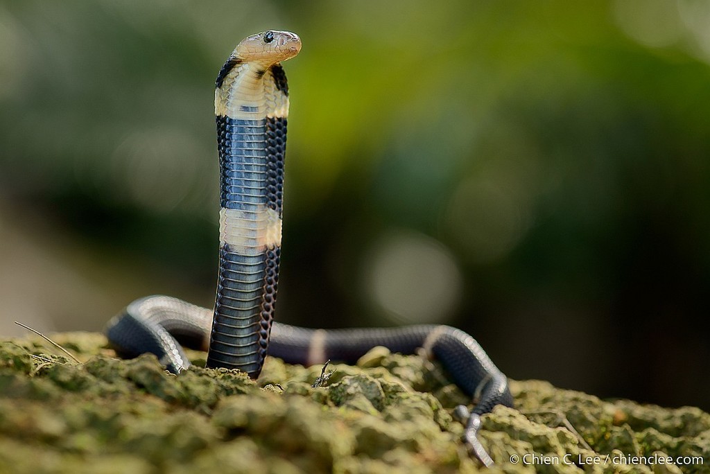 Naja sumatrana