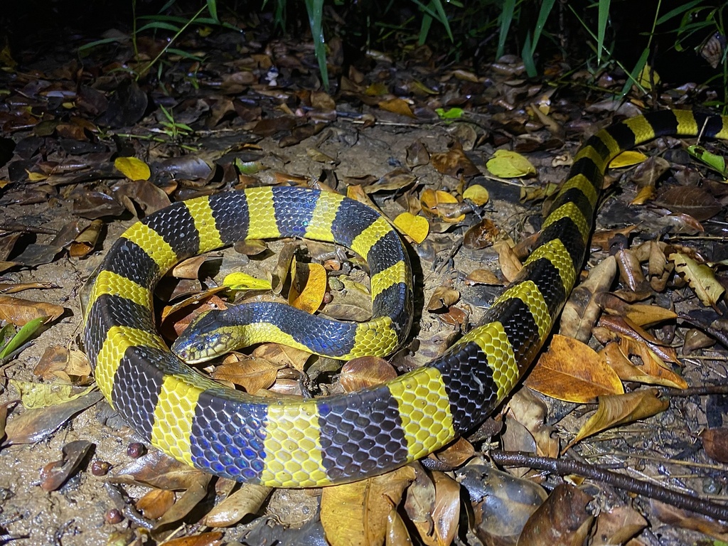Bungarus fasciatus