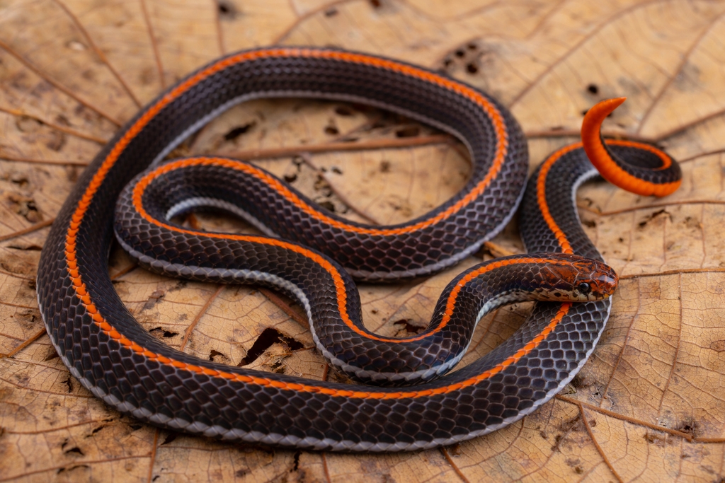 Calliophis intestinalis