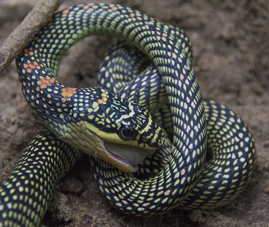 Chrysopelea paradisi