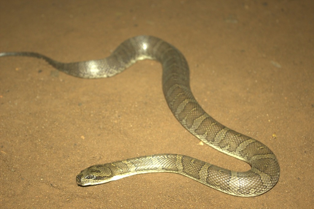 Homalopsis buccata