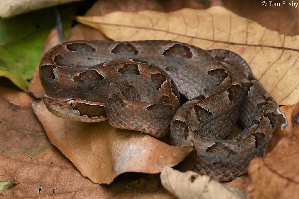 Calloselasma rhodostoma