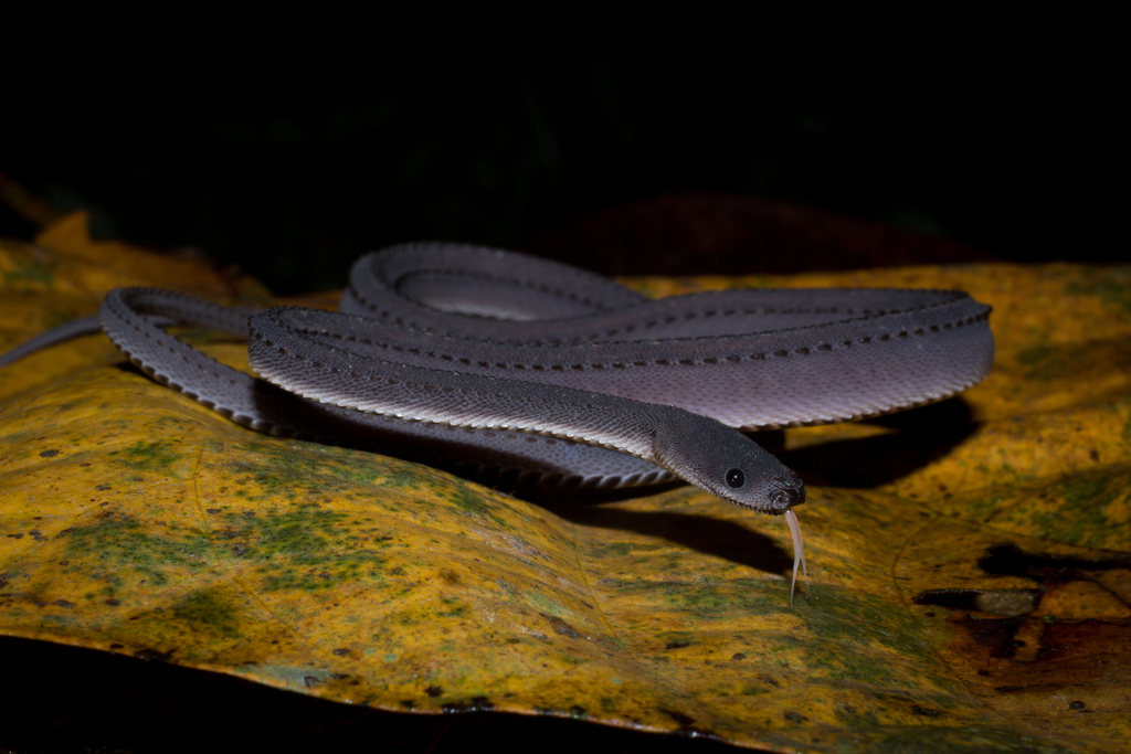 Xenodermus javanicus