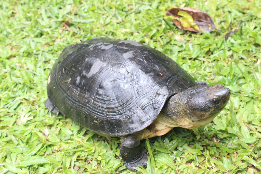 Orlitia borneensis