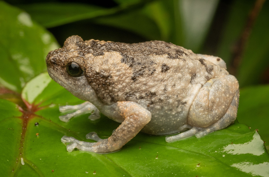 Kaloula baleata