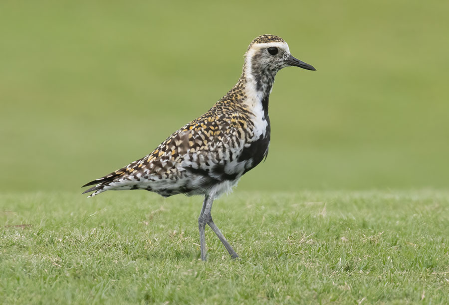 Pluvialis fulva