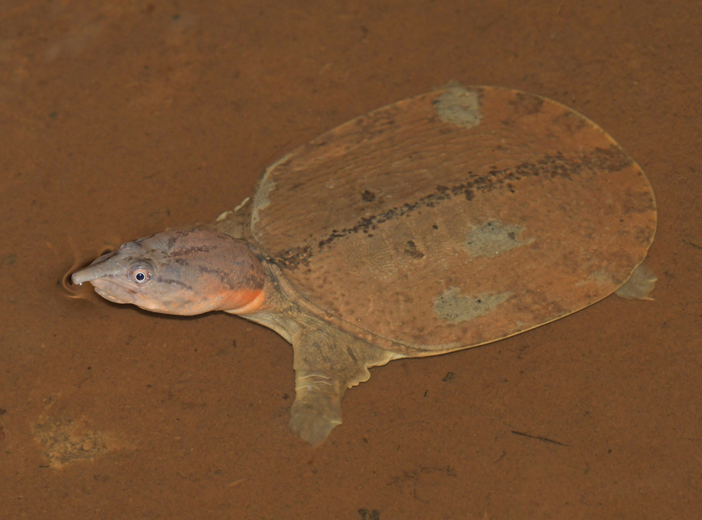 Dogania subplana