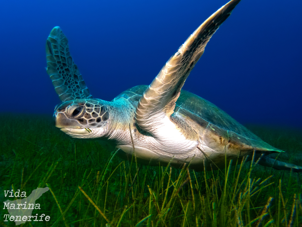 Chelonia mydas