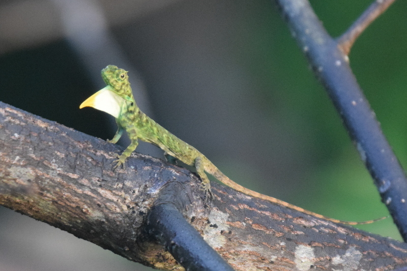 Draco cornutus
