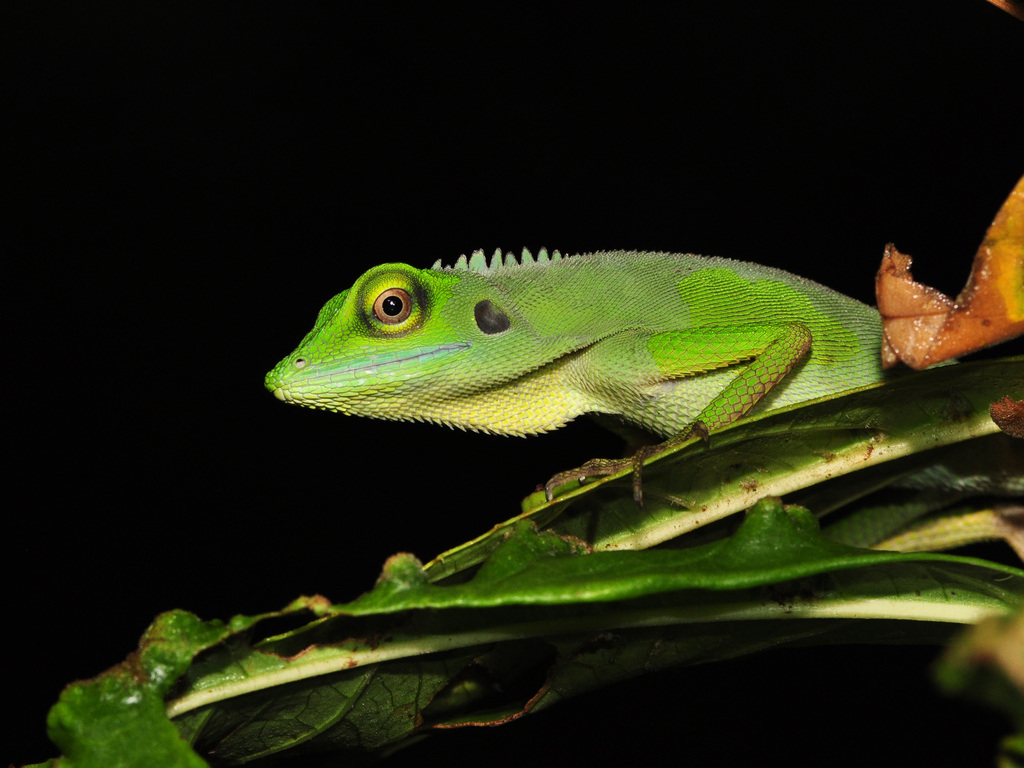 Bronchocela cristatella
