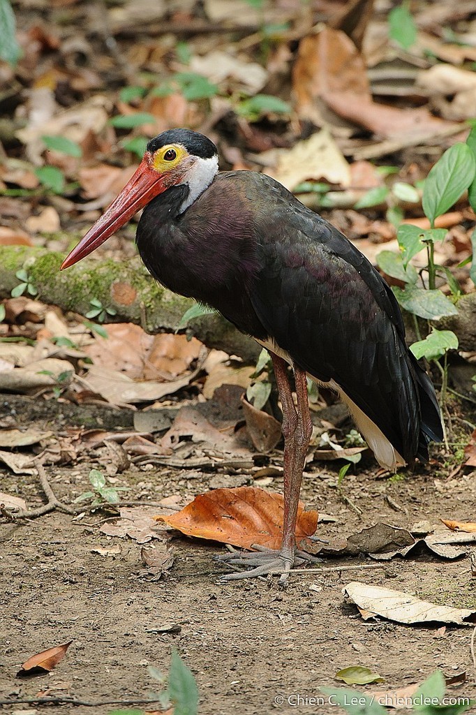 Ciconia stormi