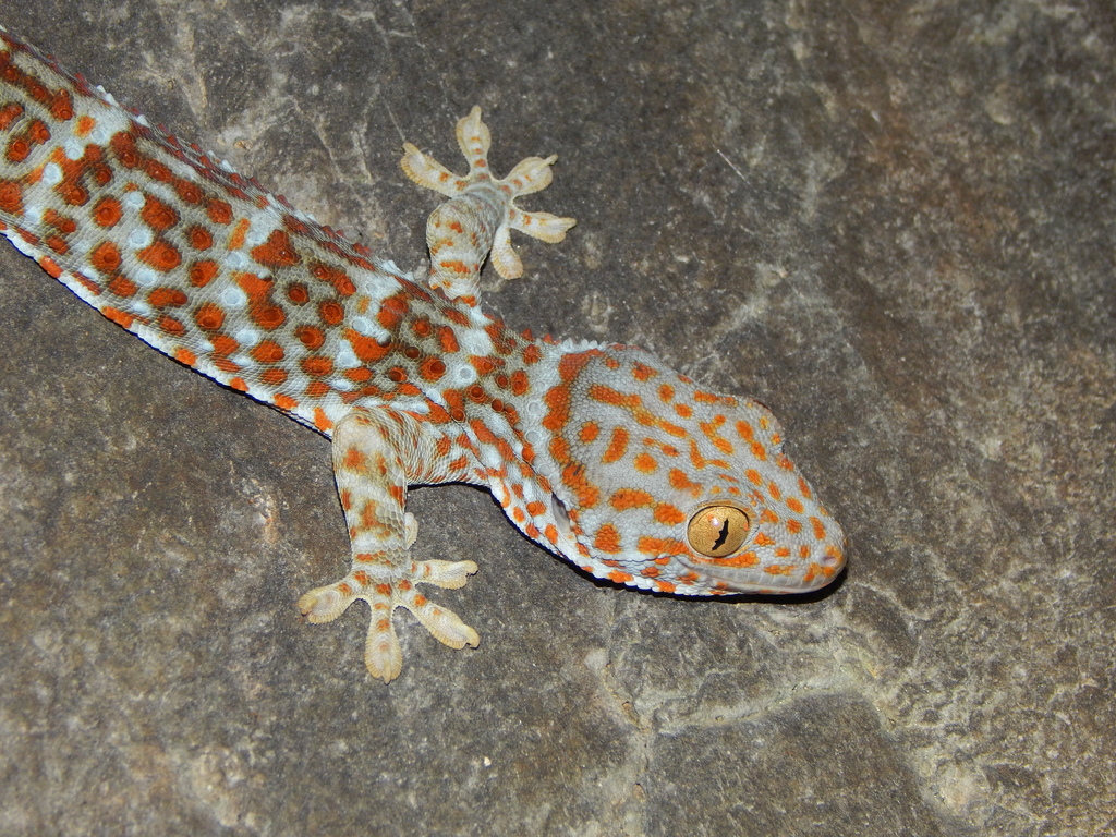 Gekko gecko