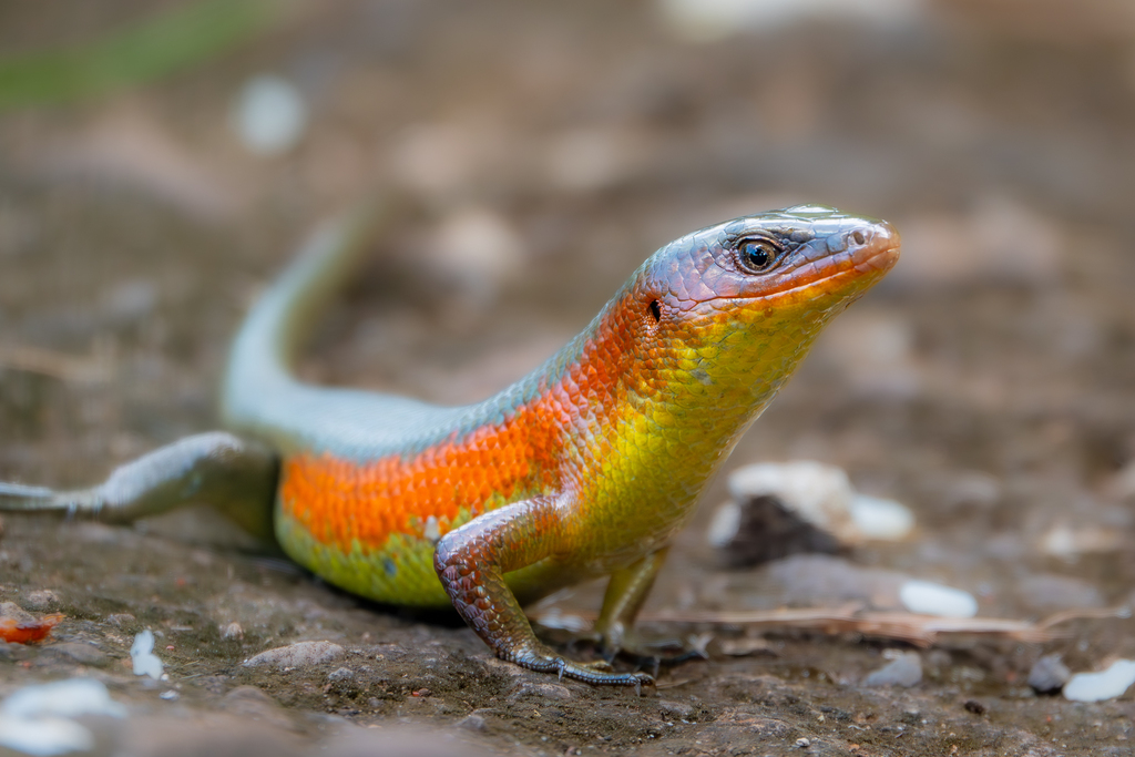 Eutropis multifasciata